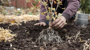 Ce fruitier rustique pousse presque tout seul et produit à profusion : voici pourquoi