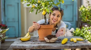 Citronnier : dès le 15 mars, donnez-lui cet ingrédient de cuisine et il va doubler de volume