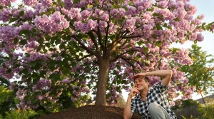 Il pousse de 4 mètres par an : sa floraison printanière compte parmi les plus belles, les abeilles l’adorent