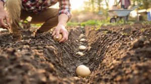 Les bonnes pratiques pour planter les pommes de terre : ce qu’il faut faire pour bien reussir